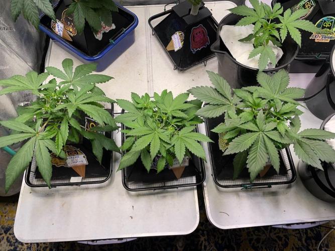Compton; Qoolaid; Valencia. Week 4