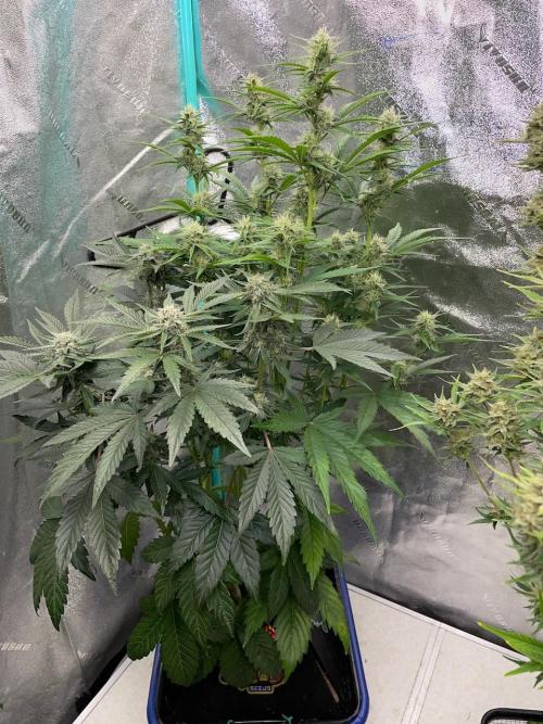 Re-used Pyramid with 2 beans. Week 8