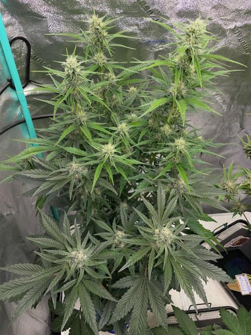 Re-used Pyramid with 2 beans. Week 8