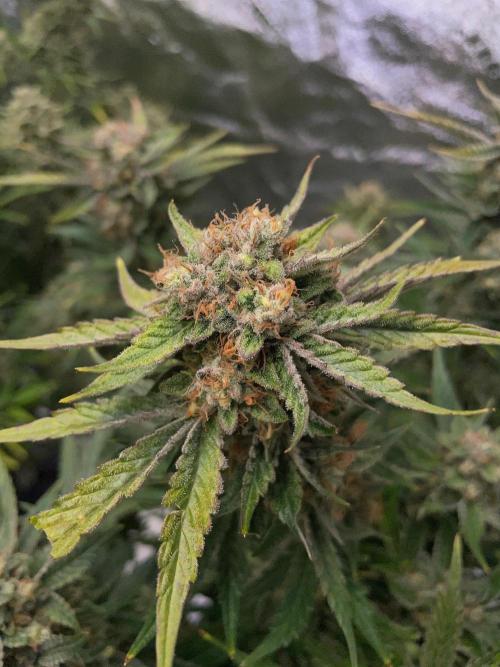 Strawpope, Sirius, ChemKush. Week 12