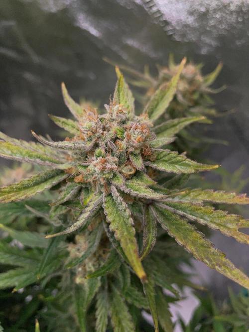 Strawpope, Sirius, ChemKush. Week 12