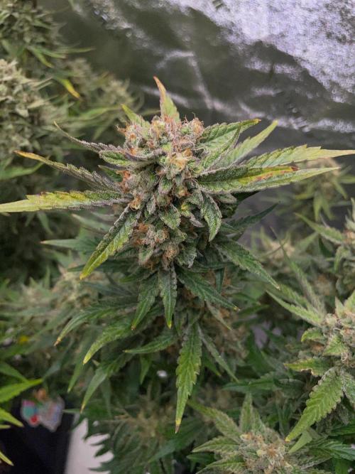 Strawpope, Sirius, ChemKush. Week 12