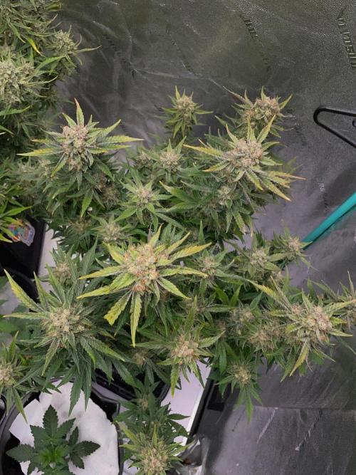 Strawpope, Sirius, ChemKush. Week 12