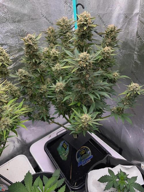 Strawpope, Sirius, ChemKush. Week 12