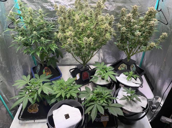 Strawpope, Sirius, ChemKush. Week 12
