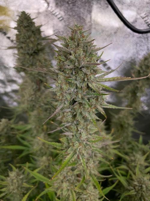 Strawpope, Sirius, ChemKush. Week 13