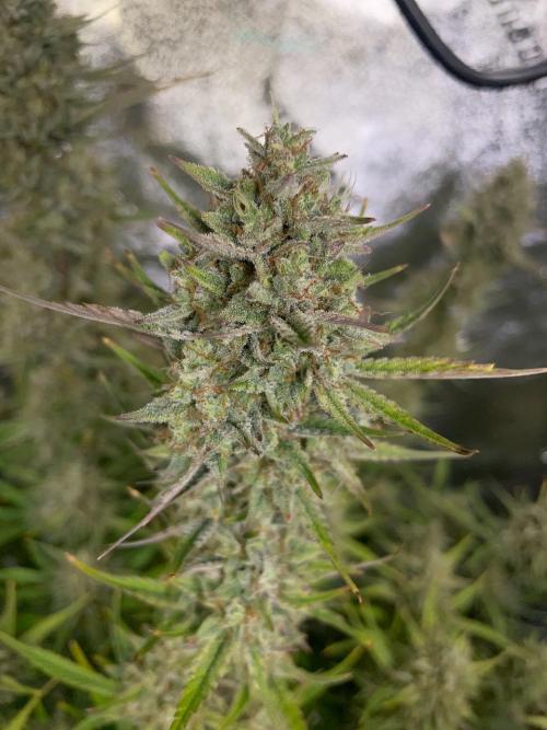 Strawpope, Sirius, ChemKush. Week 13