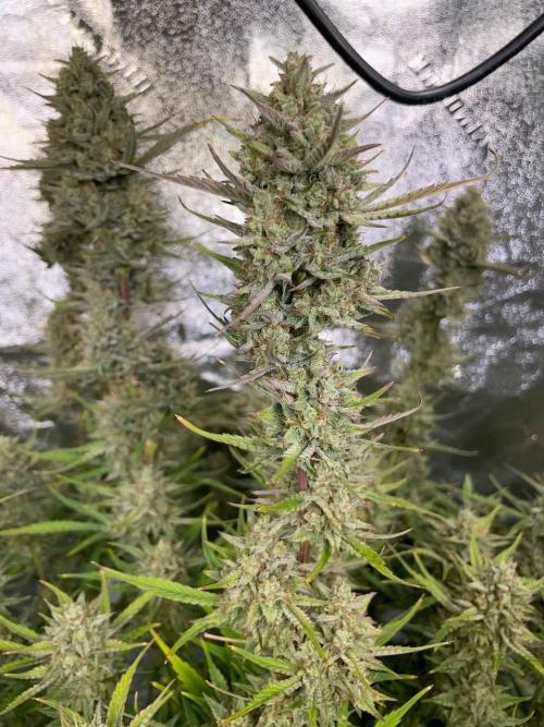 Strawpope, Sirius, ChemKush. Week 13