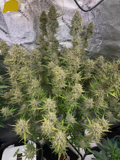 Strawpope, Sirius, ChemKush. Week 13