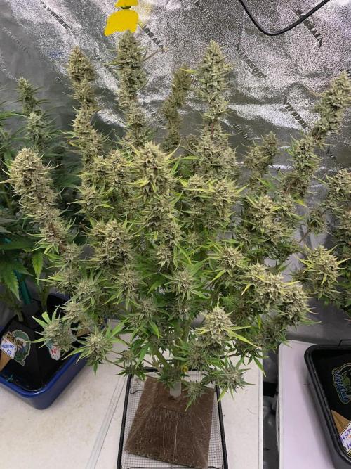Strawpope, Sirius, ChemKush. Week 13