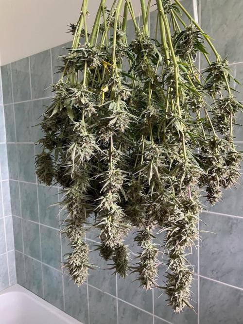 Strawpope, Sirius, ChemKush. Week 13