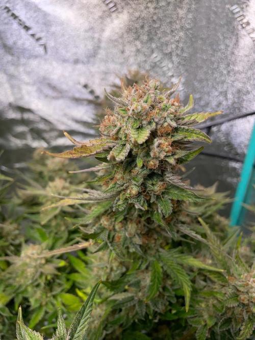Strawpope, Sirius, ChemKush. Week 13