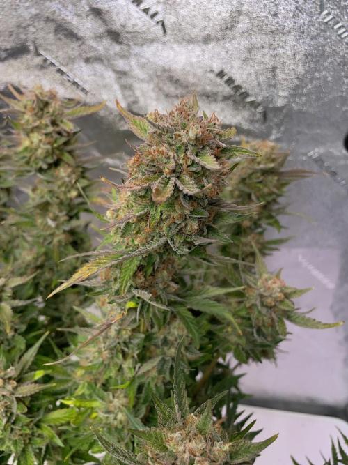 Strawpope, Sirius, ChemKush. Week 13