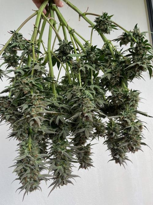 Strawpope, Sirius, ChemKush. Week 13