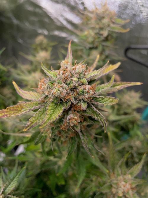 Strawpope, Sirius, ChemKush. Week 13