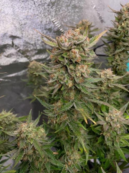 Strawpope, Sirius, ChemKush. Week 13