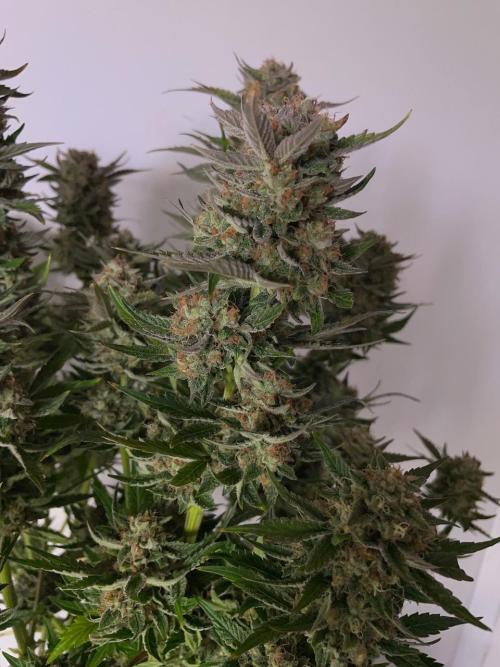 Strawpope, Sirius, ChemKush. Week 13