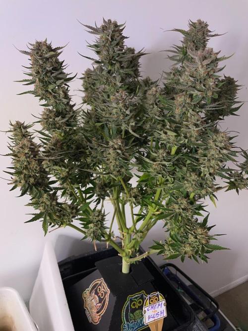 Strawpope, Sirius, ChemKush. Week 13