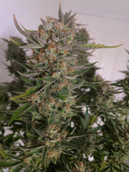 Strawpope, Sirius, ChemKush. Week 13