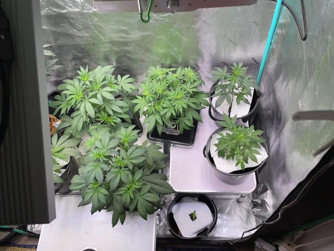 Compton; Qoolaid; Valencia. Week 5