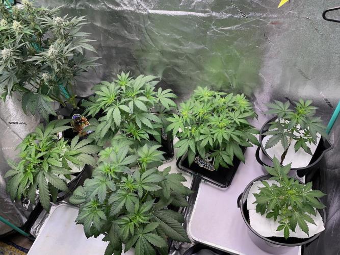 Compton; Qoolaid; Valencia. Week 5