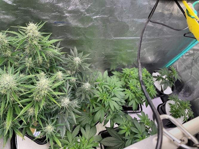 Compton; Qoolaid; Valencia. Week 5
