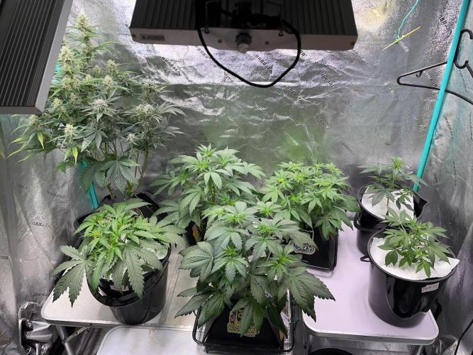 Compton; Qoolaid; Valencia. Week 5