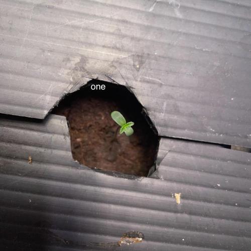 Compton; Qoolaid; Valencia. Week 1