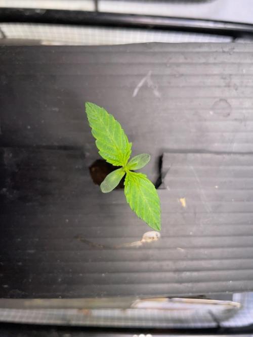 Compton; Qoolaid; Valencia. Week 1