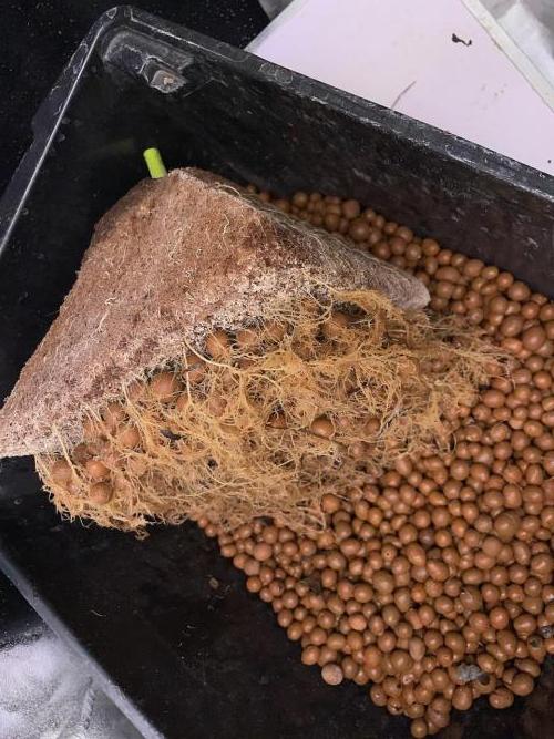 Plug-in-a-Tub: Compound V. Week 10