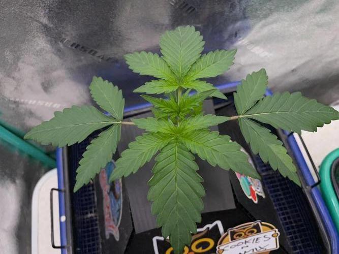 BB3, Cookies n Creamix, Mondo Smash. Week 2 - Cookies n Creamix