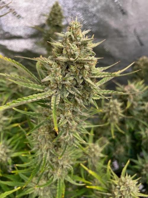 Strawpope, Sirius, ChemKush. Week 12