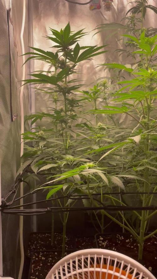 Genéticas de Uktha Genetics