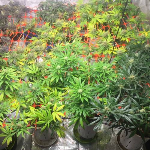 1 grow. Week 4 - very different canopy, varieties? Euphoria seems dwarfed? Rest is ok?too much light?