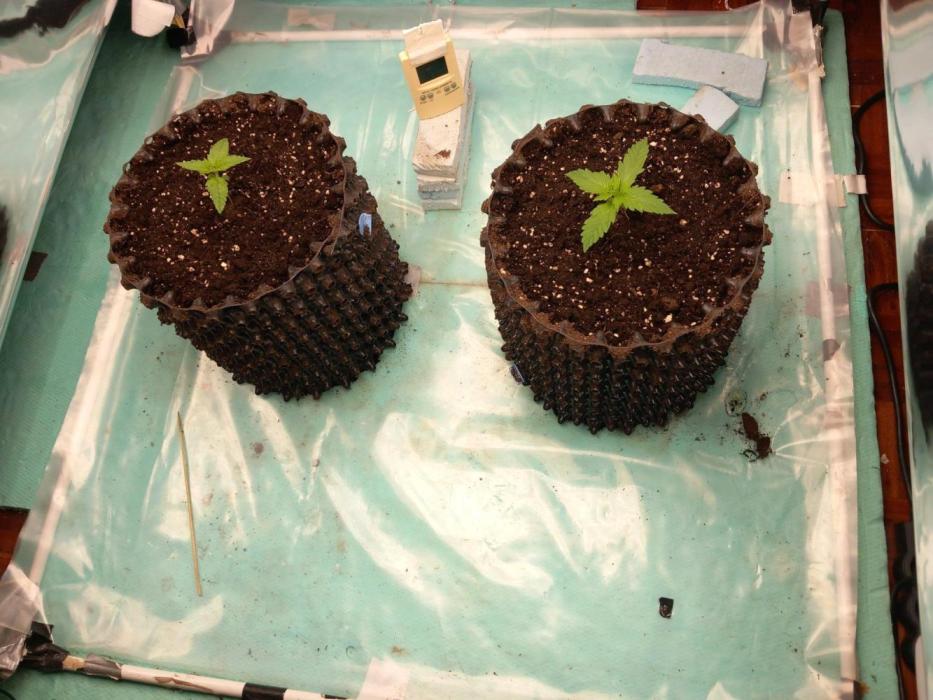 Auto Cinderella Jack. Week 1