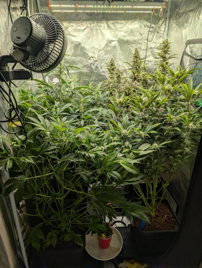 October Grow. Week 6