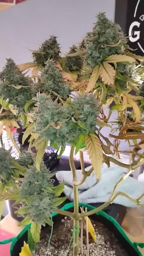 purple scout- green point