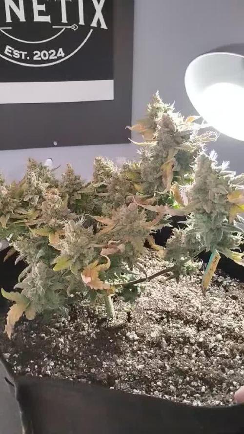Durban poison