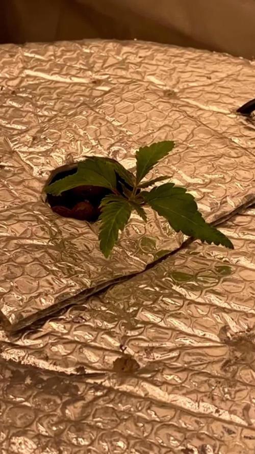 πβ Limetta Marmalade | Jolly Pond Farms π§βπΎ