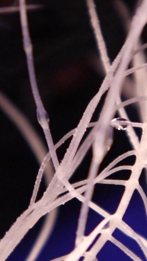 πβ Limetta Marmalade | Jolly Pond Farms π§βπΎ