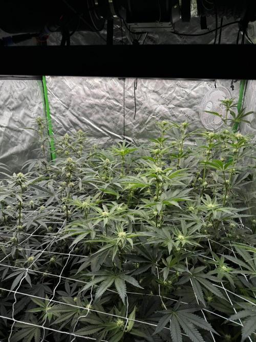 winter wonderland. Week 3 - day 22 | 11/5