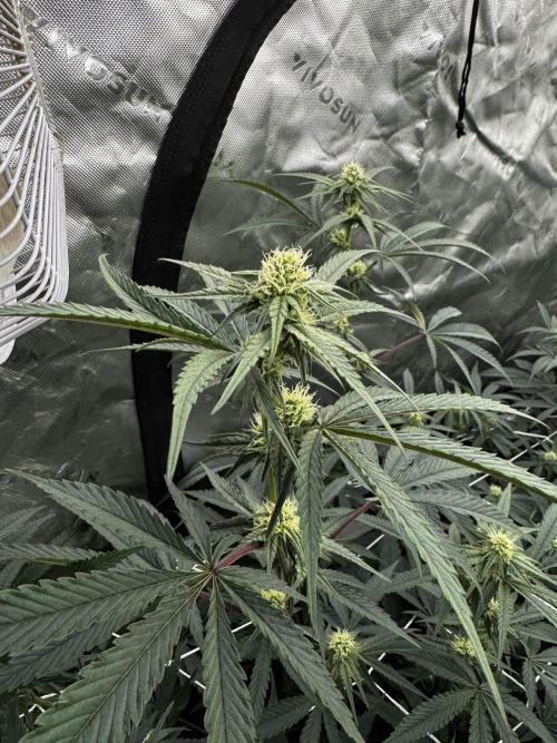 winter wonderland. Week 3 - day 22 | 11/5