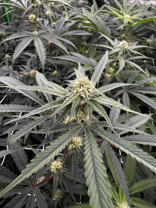 winter wonderland. Week 3 - day 22 | 11/5