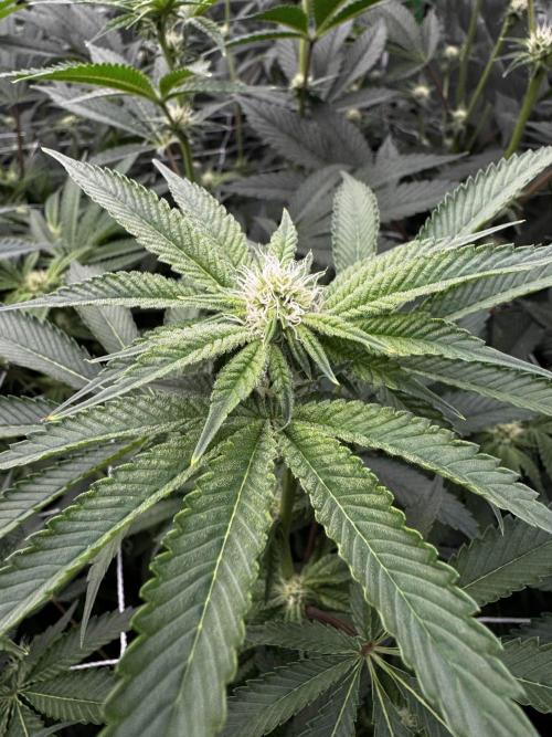 winter wonderland. Week 3 - day 22 | 11/5