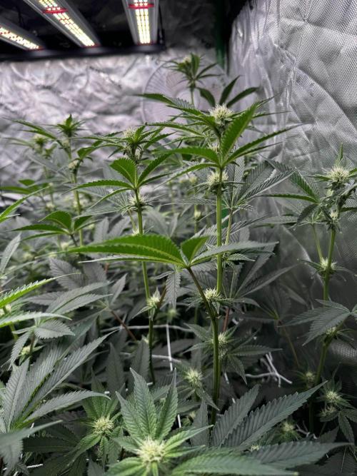 winter wonderland. Week 3 - day 22 | 11/5