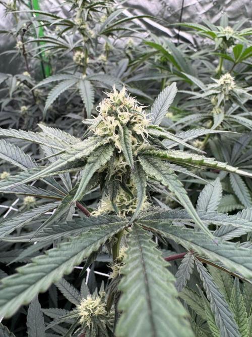 winter wonderland. Week 3 - day 24 | 11/7