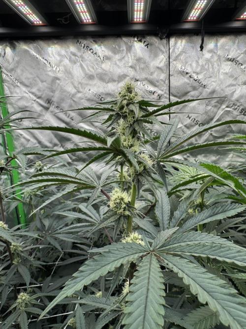 winter wonderland. Week 3 - day 24 | 11/7