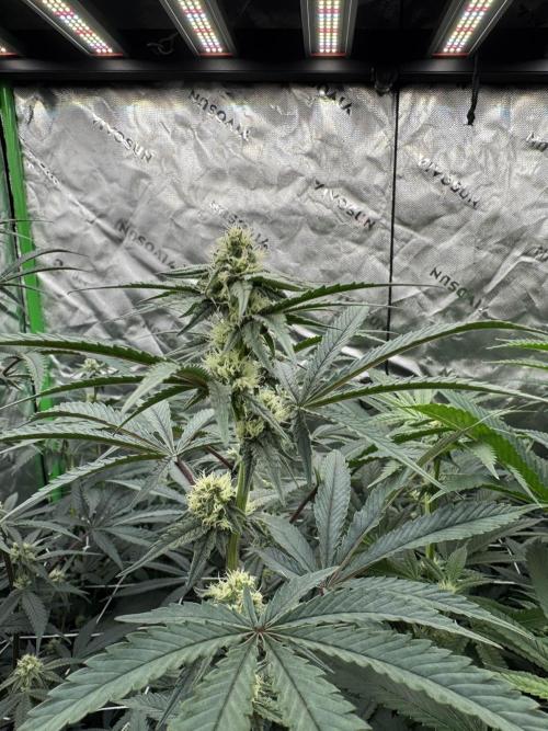 winter wonderland. Week 3 - day 24 | 11/7