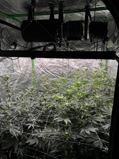 winter wonderland. Week 3 - day 24 | 11/7