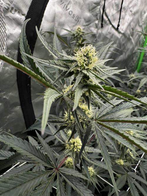 winter wonderland. Week 3 - day 24 | 11/7